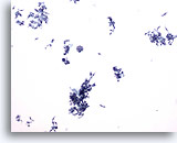 Click to enlarge Image 3