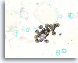 Click to enlarge Image 2