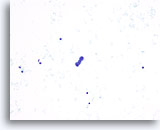 Click to enlarge Image 2