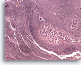 Click to enlarge Image 2