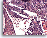 Click to enlarge Image 2