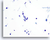 Click to enlarge Image 2