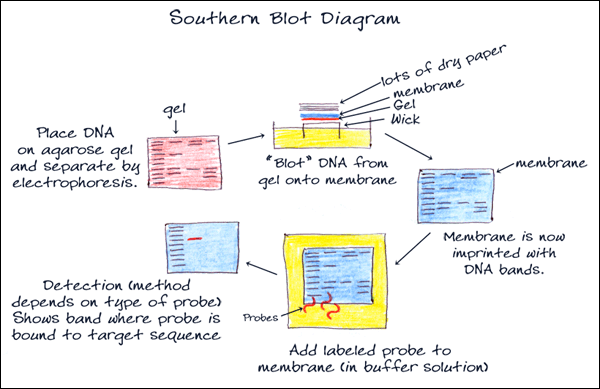 Southern Blot Diagram
