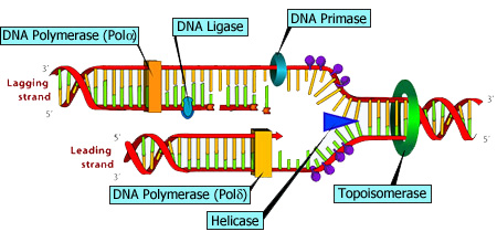 Enzymes