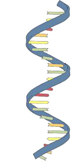 RNA